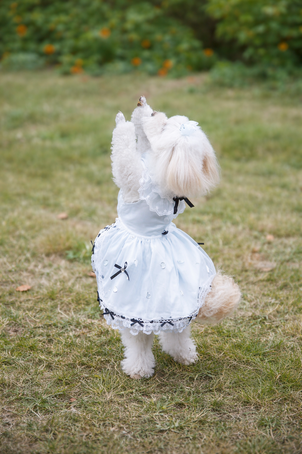 不思議の国のわんこ♡プリンセスワンピース