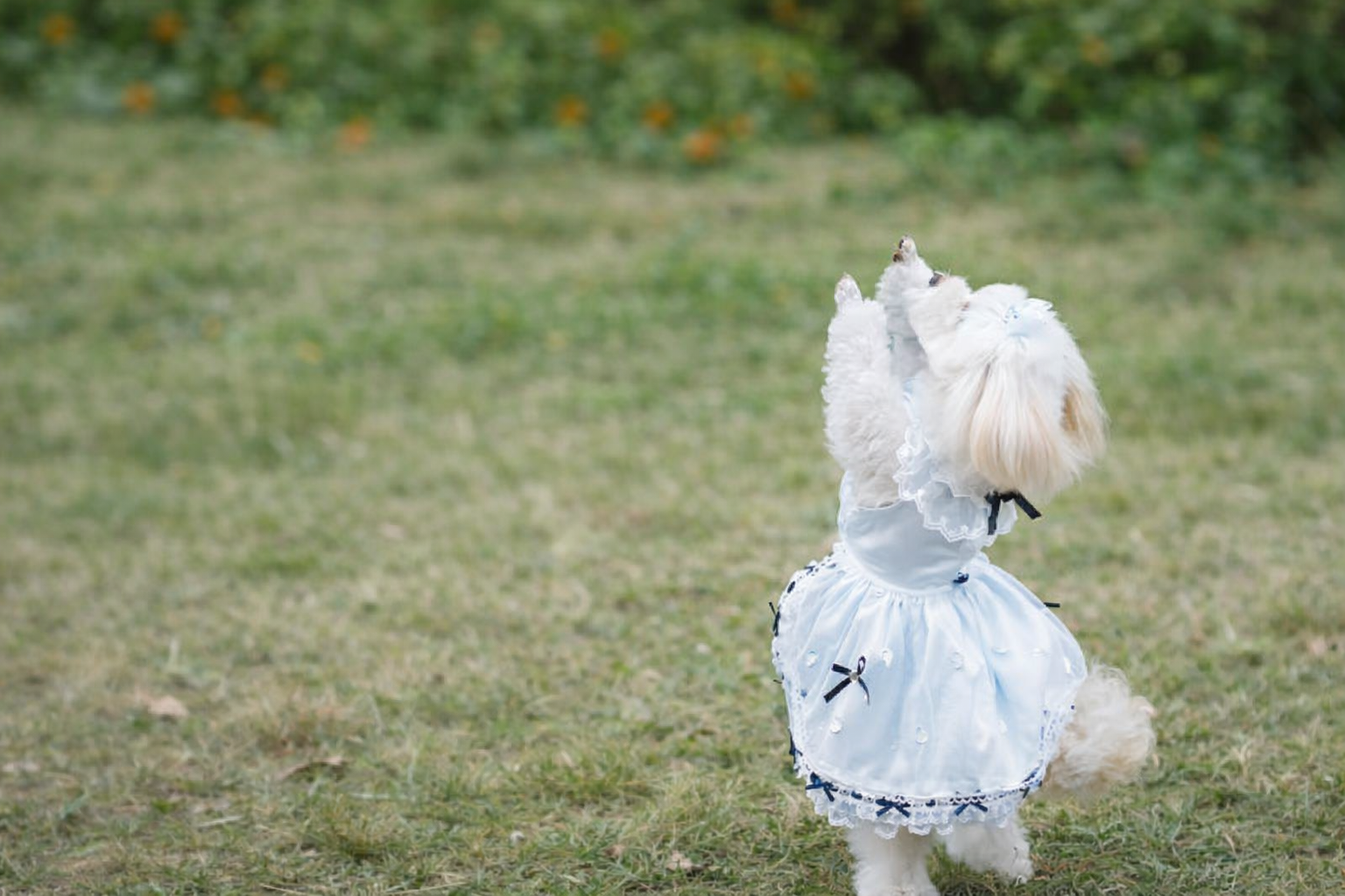 不思議の国のわんこ♡プリンセスワンピース