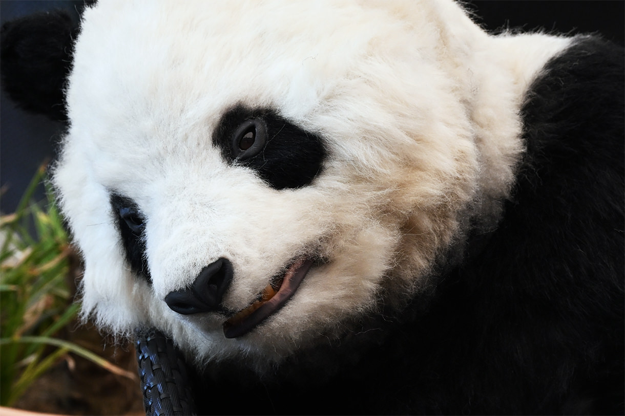 スリープパンダ | 新種パンダワールド - アドベンチャーワールド