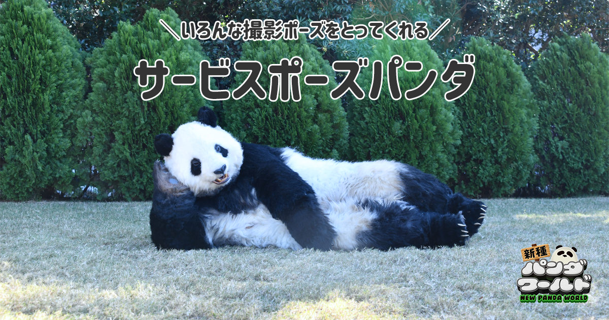 アドベンチャーワールドのパンダ写真 アドベンチャーワールド 公式 | . 足の上にあごをのせてうとうと