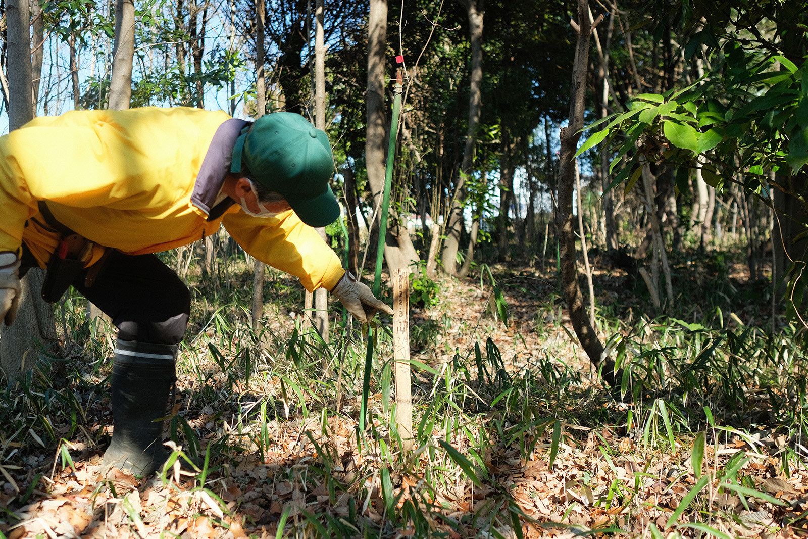 小学生の植樹体験で植えた桜の木。