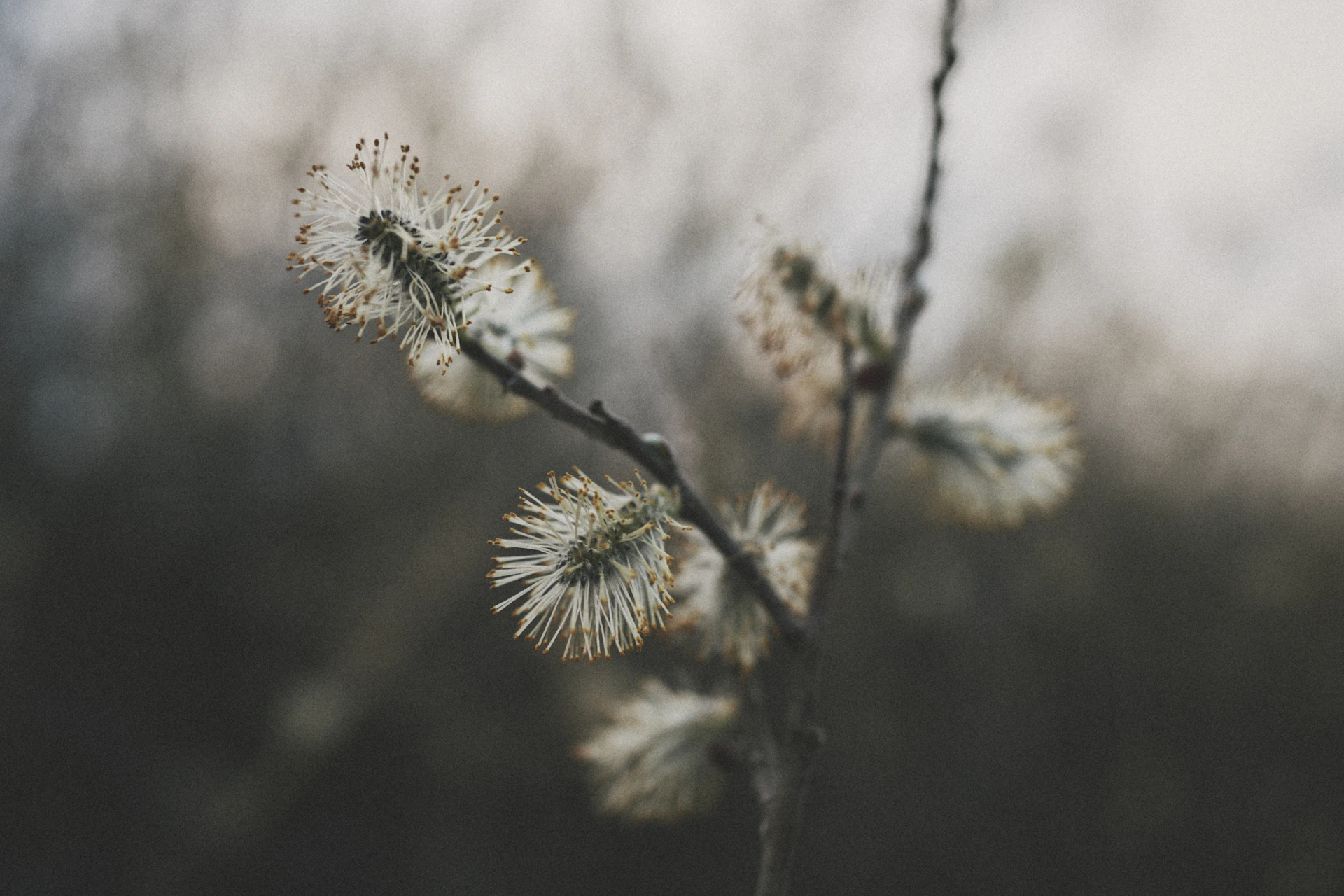 Sony RX1MKⅢ