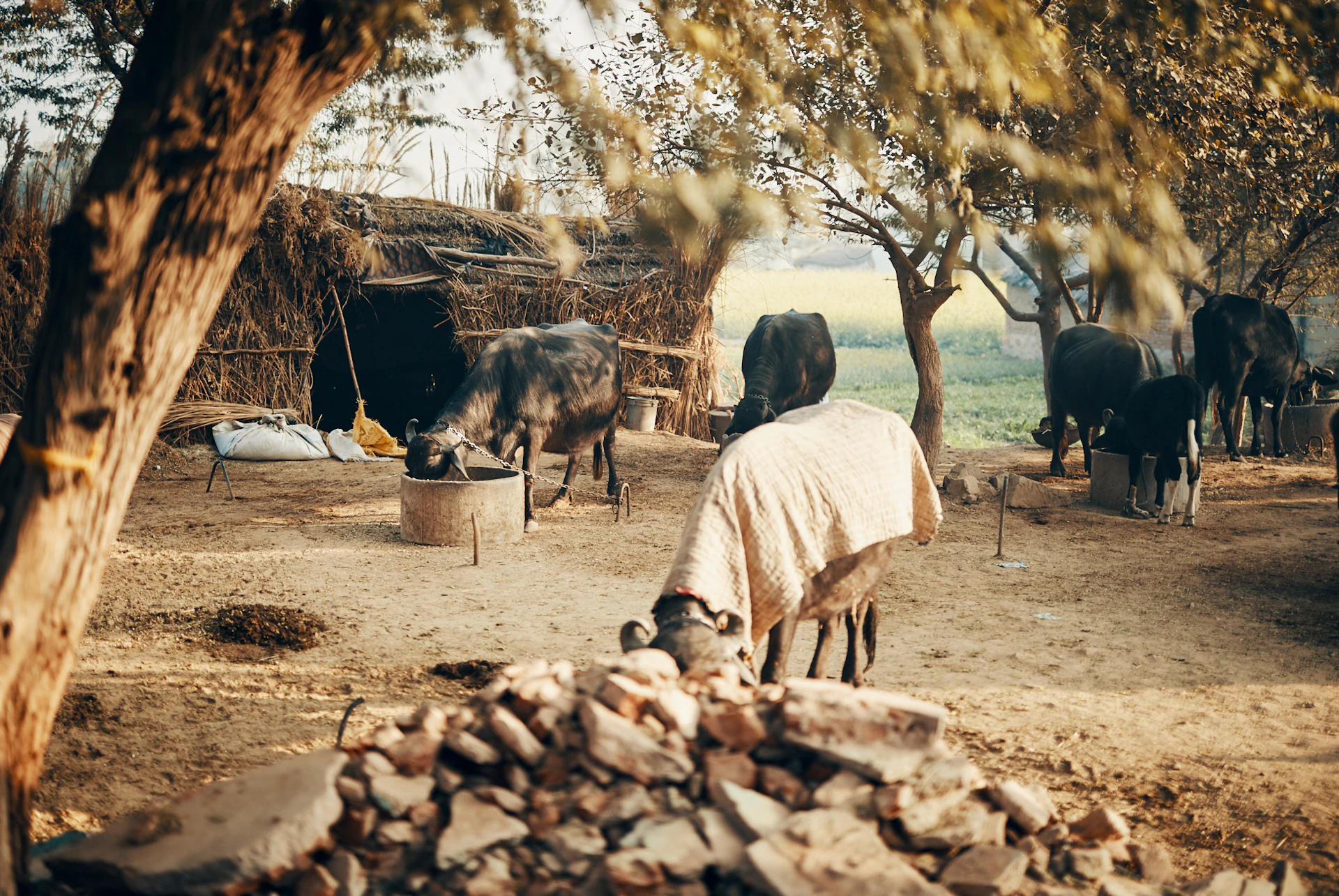 India