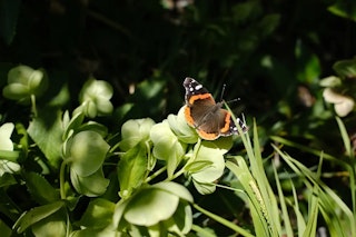 動画機能の比較：4K60pは同じでも「画角」の違いで差が出る