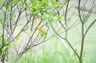 画質の比較：フルサイズの余裕とDXの合理性はどこで分かれる？