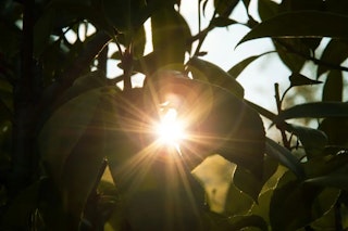 レンズフレアとは光の反射現象 発生の仕組みと防止策・活かすコツを解説