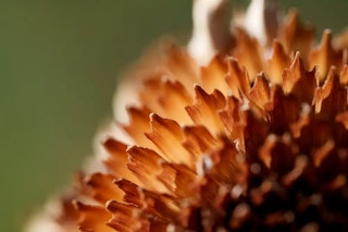 SONY FE 100mm F2.8 Macro GM OSSの動画性能