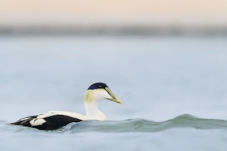 Nikon Z6IIのAF性能と連写のレビュー