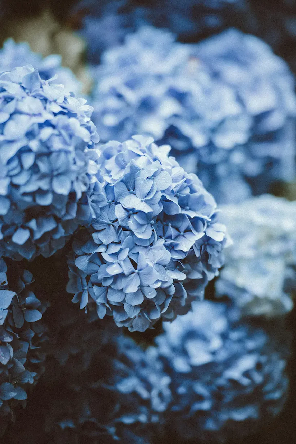紫陽花の撮影は設定だけで劇的に変わる！梅雨シーズン最強ガイド