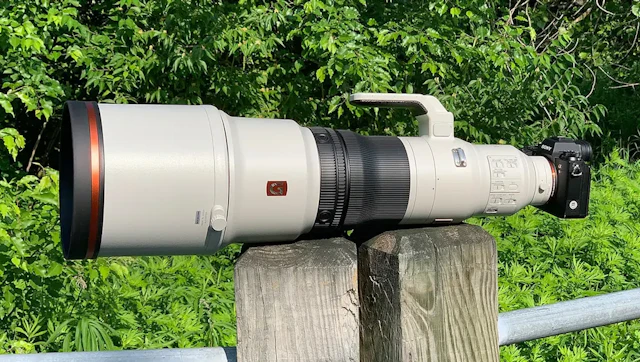 【2026年版】Sony FE 600mm F4 GM OSS(SEL600F40GM)のレビュー比較：野鳥・スポーツ撮影に向く超望遠単焦点