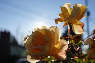 センサーと静止画画質の比較｜暗所・階調・トリミング耐性で差が出る