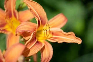 Nikon NIKKOR Z MC 105mm f/2.8 VR Sのボケ味と近接撮影の描写