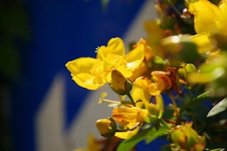 PENTAX K-3 Mark IIIの画質評価（解像・色・高感度）