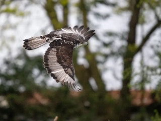 M.ZUIKO DIGITAL ED 150-400mm F4.5 TC1.25x IS PROのAF性能とボディ連携