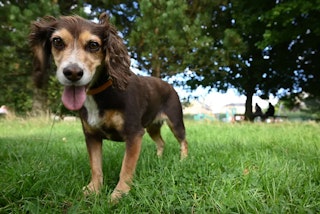 Nikon Z5のAF性能と連写のレビュー