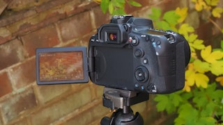 Canon EOS 90DのAF性能レビュー（ファインダー／ライブビュー）