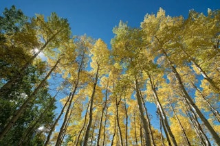 用途別の選び方｜静止画・動画・旅行・望遠で決める