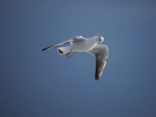 OM-1が有利になりやすい条件：ISOを上げたときの破綻の遅さ