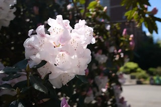 レンズ・画角・ボケの比較:28mm相当F4と35mm相当F2を比べる