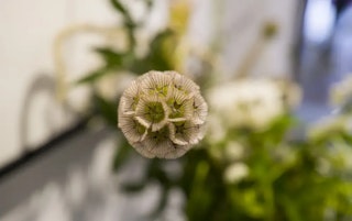 LEICA Q2のレンズ性能とマクロのレビュー