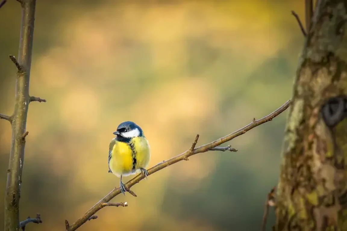 野鳥撮影におすすめのカメラ8選 初心者向けの安いコンデジから軽量ミラーレスまで