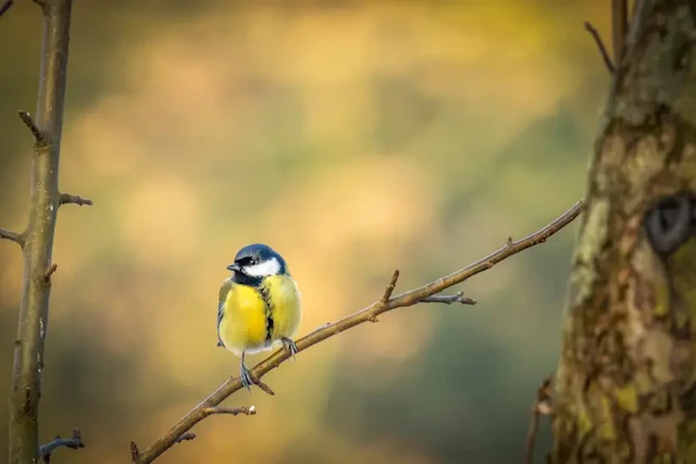 野鳥撮影におすすめのカメラ8選 初心者向けの安いコンデジから軽量ミラーレスまで