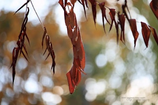 Canon EF-S55-250mm F4-5.6 IS STMの動画性能レビュー（静音AF・呼吸・運用）