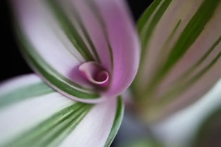 Canon EOS R10とEOS R50の静止画画質を比較|レンズと撮影条件も確認