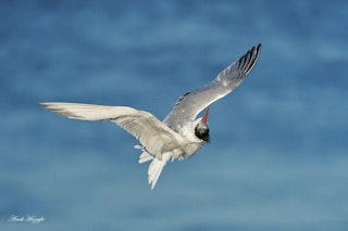 FE 200-600mm F5.6-6.3 G OSS SEL200600Gの画質評価(解像力・コントラスト)