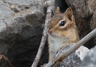 Canon F-S55-250mm F4-5.6 IS STMの画質評価（解像・収差・ボケ）