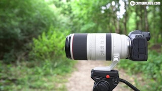 【2026年版】RF100-500mm F4.5-7.1 L IS USMのレビュー比較まとめ 野鳥・動体に最適