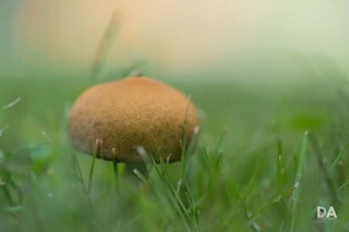 SONY FE 90mm F2.8 Macro G OSS SEL90M28Gの画質評価(解像・コントラスト・周辺)