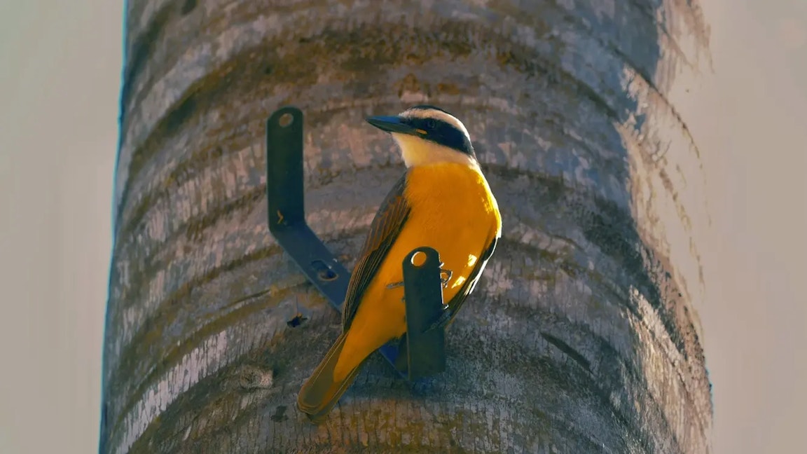 野鳥撮影におすすめのコンデジ7選|超望遠・軽量・高画質モデルを用途別に比較