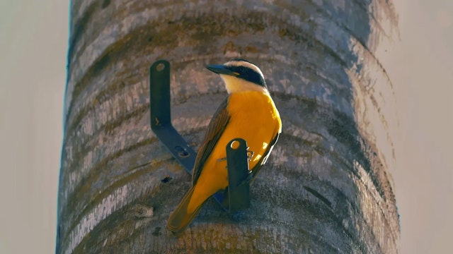 野鳥撮影におすすめのコンデジ7選|超望遠・軽量・高画質モデルを用途別に比較