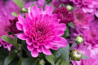 Canon EOS R10の画質評価