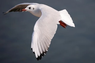 【2026年版】RF100-500mm F4.5-7.1 L IS USMのレビュー比較まとめ 野鳥・動体に最適