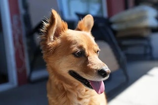 連写・バッファの比較：同じ10コマ/秒でもRAWの続き方が違う