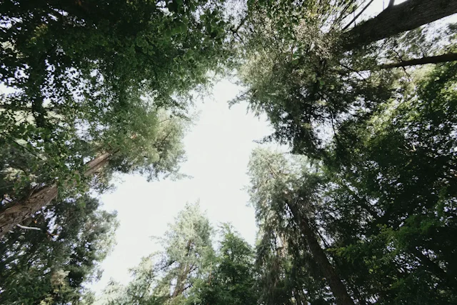 魚眼レンズとは？一眼からスマホ・iPhoneまで、撮り方と加工で“曲がる世界”を味方にする完全ガイド