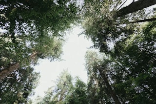 魚眼レンズとは？180°が写真に起こすこと