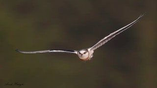 Canon EF600mm F4L IS II USMのAF性能