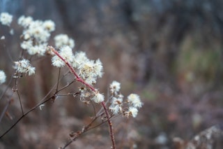 FE 28-60mm F4-5.6 SEL2860のAF性能と近接撮影のレビュー