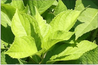 Canon rf28mm f2.8 stmの画質評価（解像感・階調）