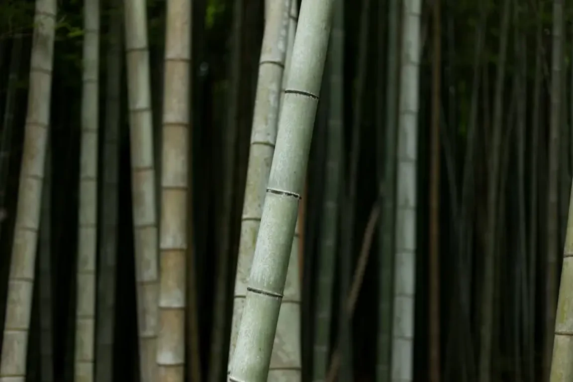 パンフォーカスとは?計算・やり方・設定までパンフォーカス活用術解説