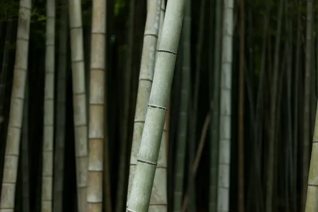 パンフォーカスとは？計算・やり方・設定までパンフォーカス活用術解説