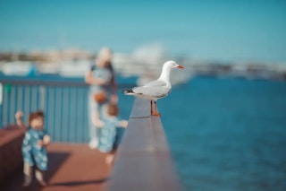 単焦点レンズのメリット：ボケだけではない写りの伸びしろ