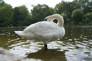 Sony α7C II ILCE-7CM2のAF性能レビュー