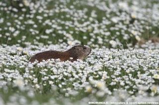 Canon EF500mm F4L IS II USMの画質レビュー