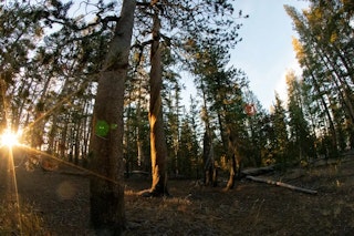 逆に活かすレンズフレア：作品づくりのためのコントロール術
