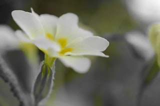 D5100のAF性能と連写のレビュー