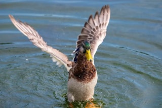 NIKKOR Z 180-600mm f/5.6-6.3 VRの実戦レビュー（野鳥・スポーツ・航空機）